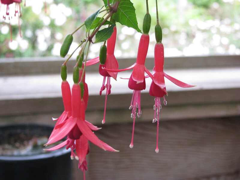 Pink fuchsia flowers hanging