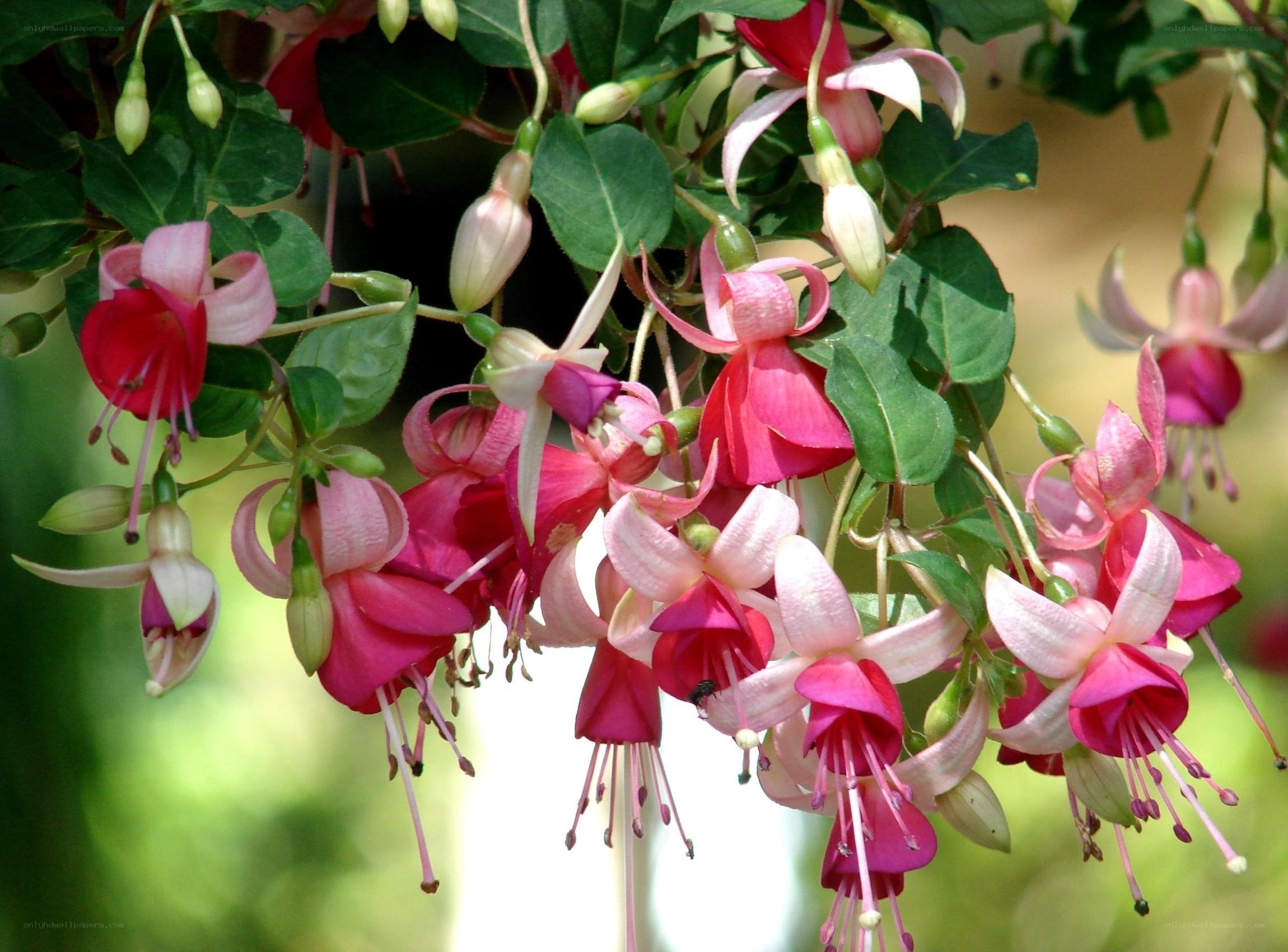 Pink fuchsia flowers hanging