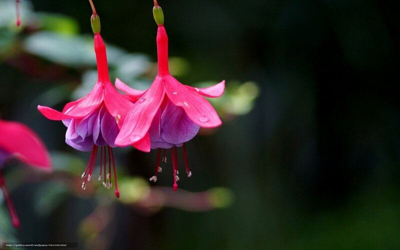 Pink fuchsia flowers in bloom