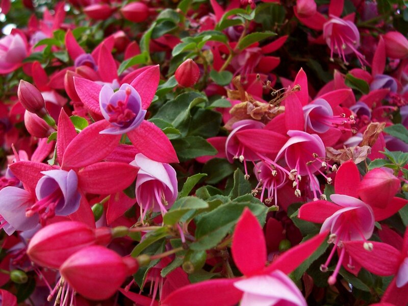 Pink fuchsia flowers in bloom