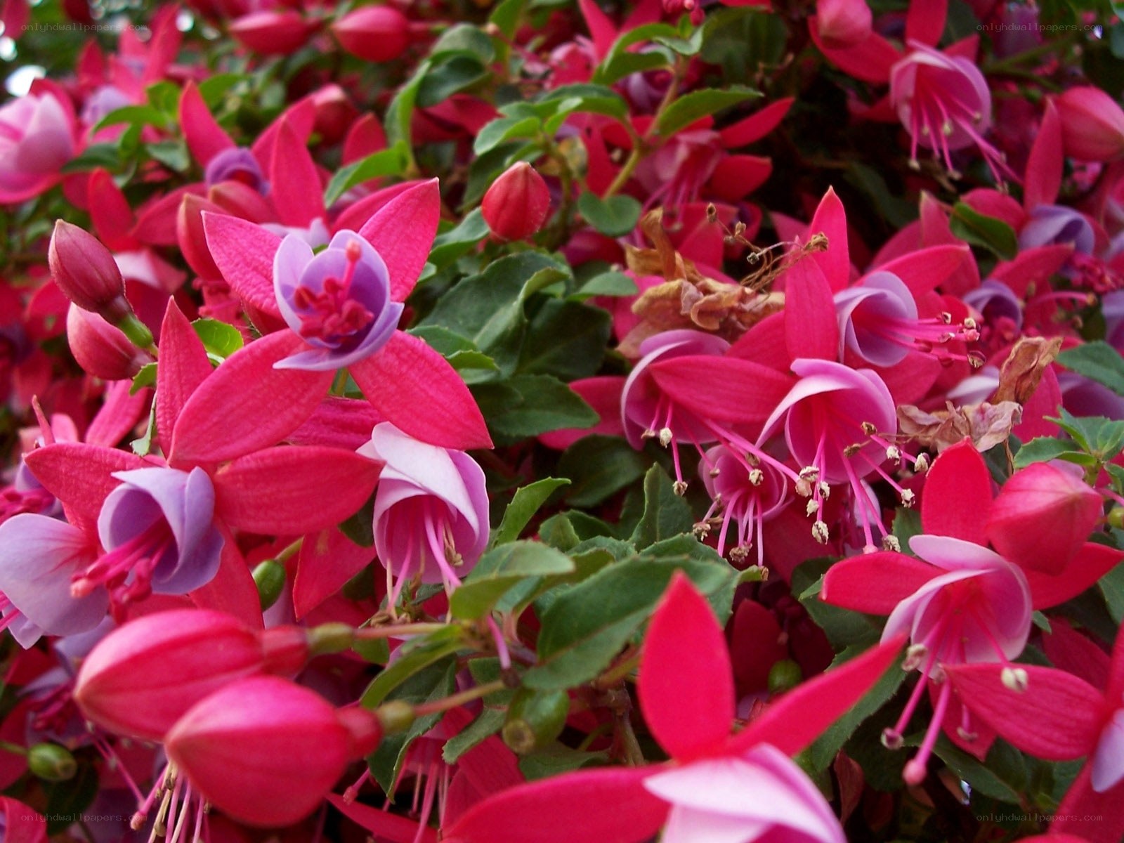 Pink fuchsia flowers in bloom