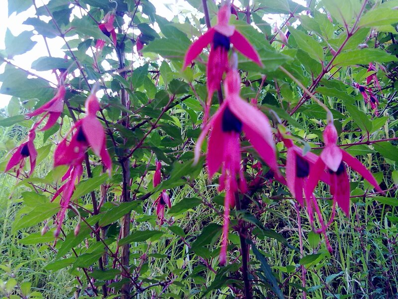 pink fuchsia flowers in garden
