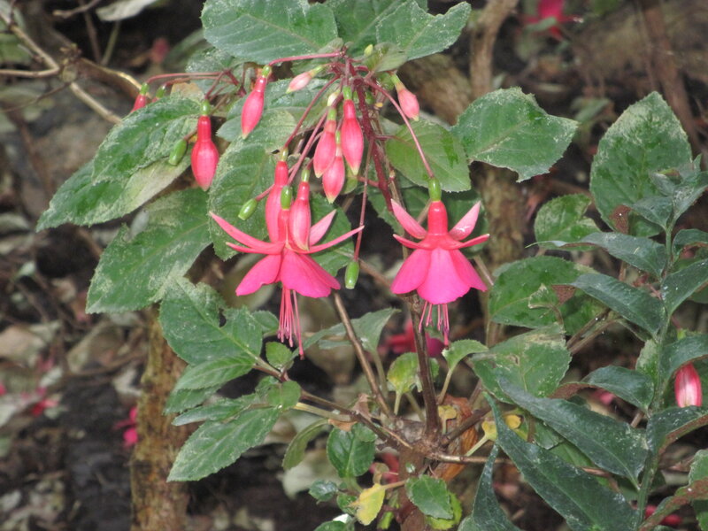 Pink Fuchsia Flowers — Natural, Photograph