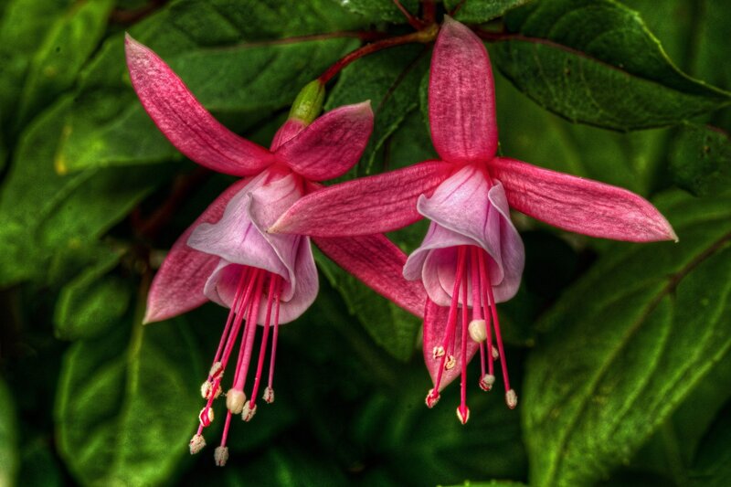 Pink Fuchsia Flowers — Natural