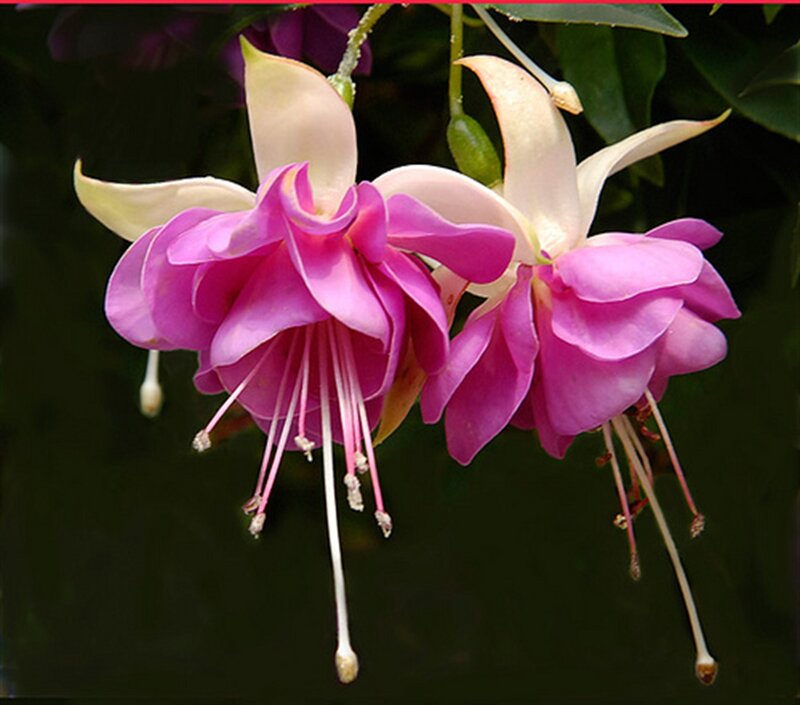 Pink Fuchsia Flowers — Purple
