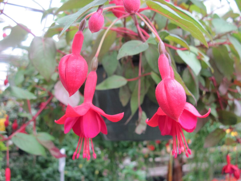 Pink Fuchsia Flowers — Red