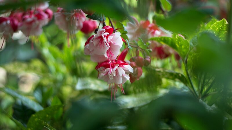 Pink Fuchsia Flowers — Serene, Afternoon, Photograph, Green Leaves, Blossoms