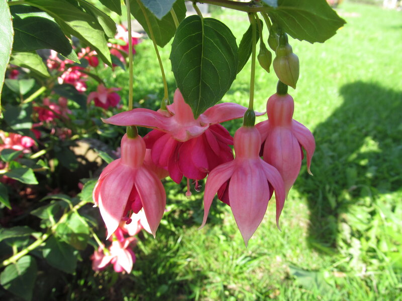 Pink Fuchsia Flowers — Serene, Afternoon, Photograph