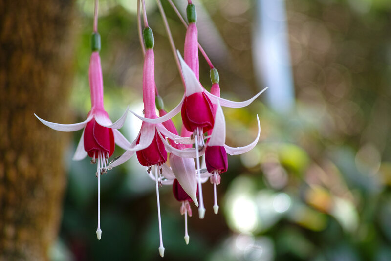 Pink Fuchsia Flowers — Serene, Afternoon, Photograph, Tree Trunk