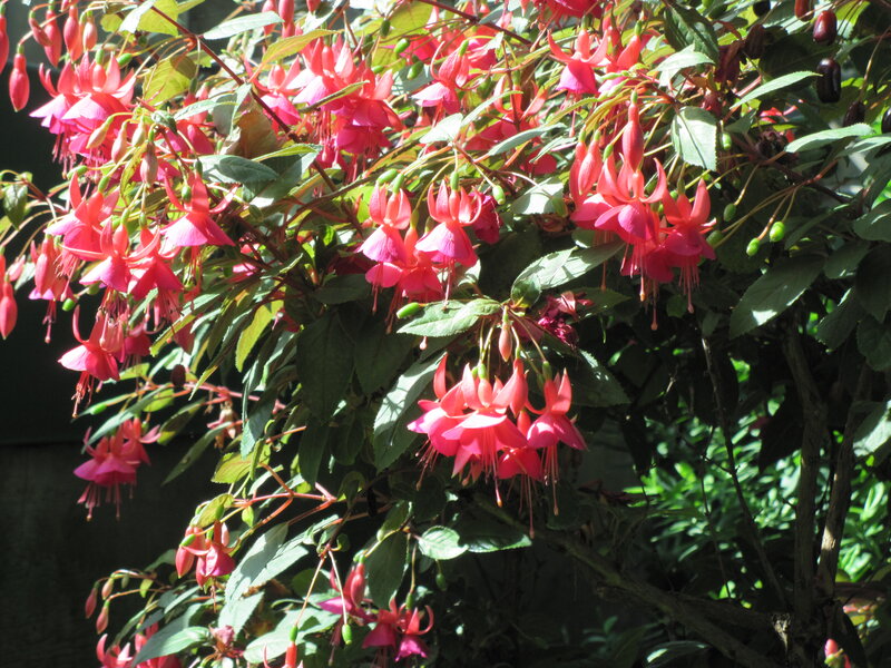 Pink Fuchsia Flowers — Serene, Afternoon