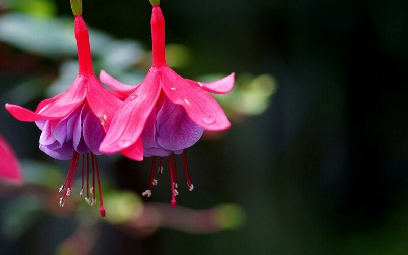 Pink Fuchsia Flowers — Serene, Photograph, Leaves