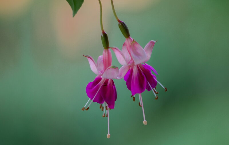 Pink Fuchsia Flowers — Serene, Photograph, Stamen