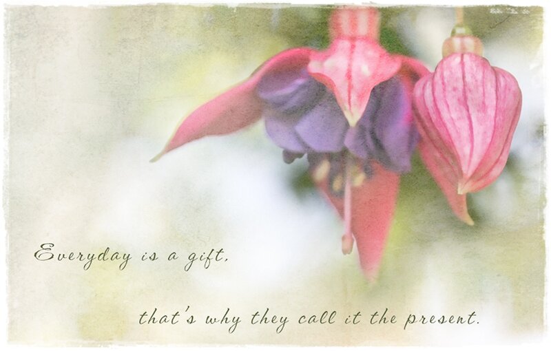 Pink Fuchsia Flowers — Serene, Photograph