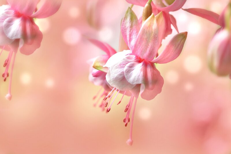 Pink Fuchsia Flowers — Serene, Spring, Photograph, Stamen