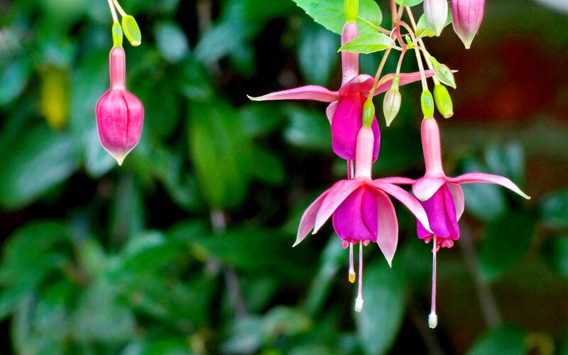 Pink Fuchsia Flowers — Serene, Spring, Photograph