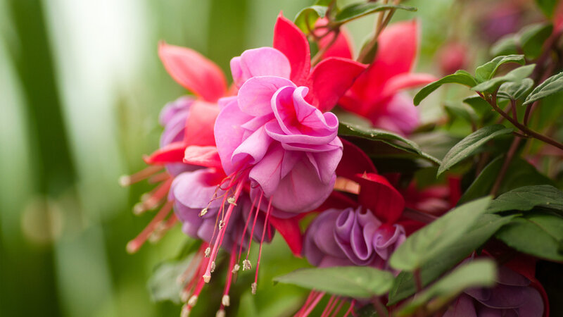 Pink Fuchsia Flowers — Serene, Spring