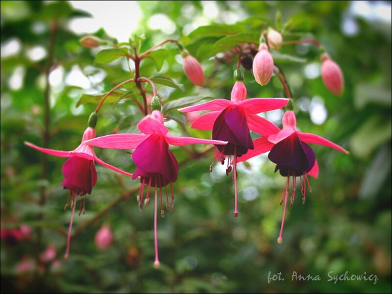 Pink Fuchsia Flowers — Serene