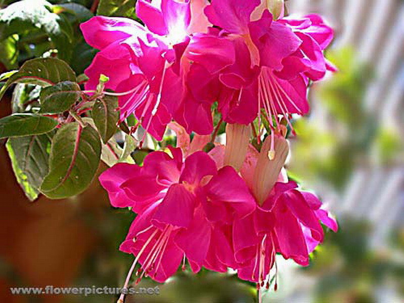 Pink Fuchsia Flowers — Vibrant
