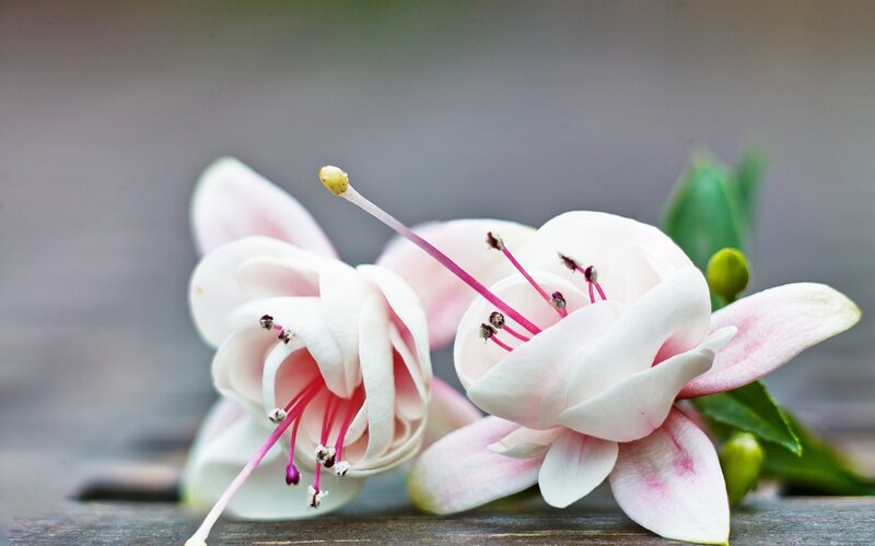 Pink Fuchsia Flowers — White, Serene, Spring
