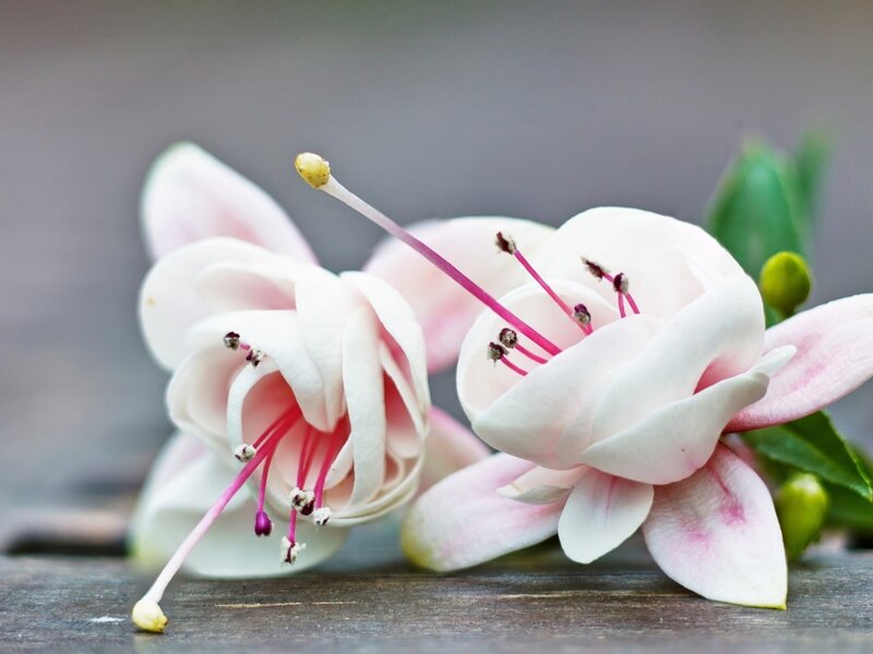 Pink Fuchsia Flowers — White, Serene