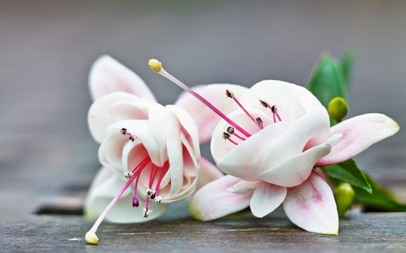 Pink Fuchsia Flowers — White
