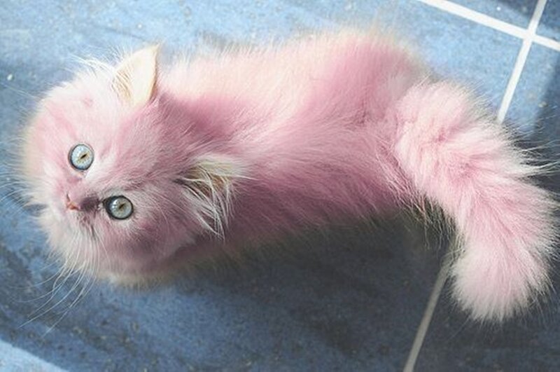 Pink-furred Kitten