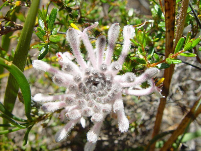 Pink Fuzzy Flower