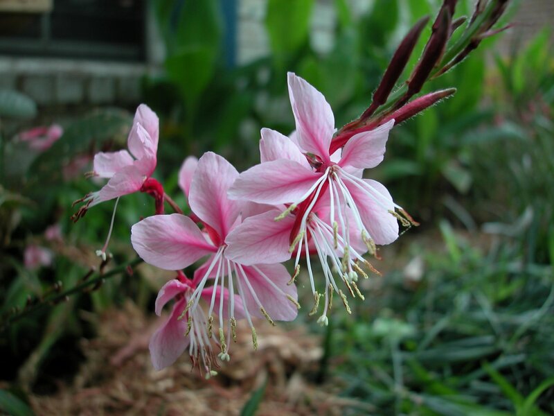 Pink Gaura Flowers — Calm, Afternoon