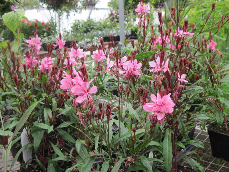 Pink Gaura Flowers — Calm