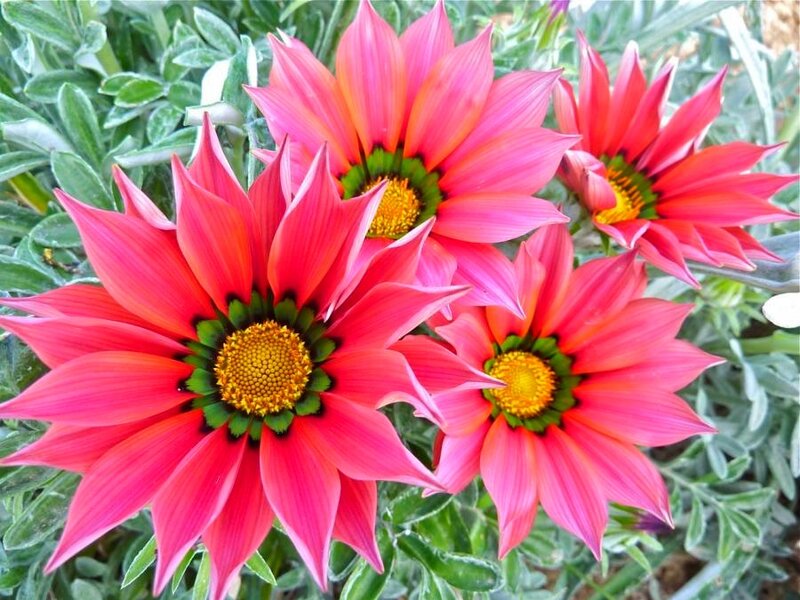 Pink Gazania Flowers