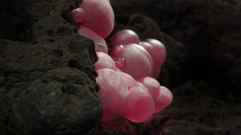 Pink Gelatinous Growth