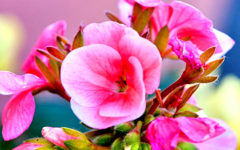 Pink Geranium Flower — Calm, Afternoon, Photograph, Buds