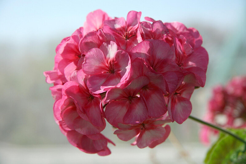 Pink Geranium Flower — Calm, Afternoon, Photograph, Stem