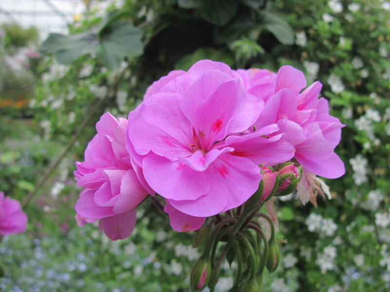 Pink Geranium Flower — Calm, Afternoon, Photograph