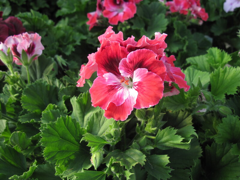 Pink Geranium Flower — Calm, Afternoon