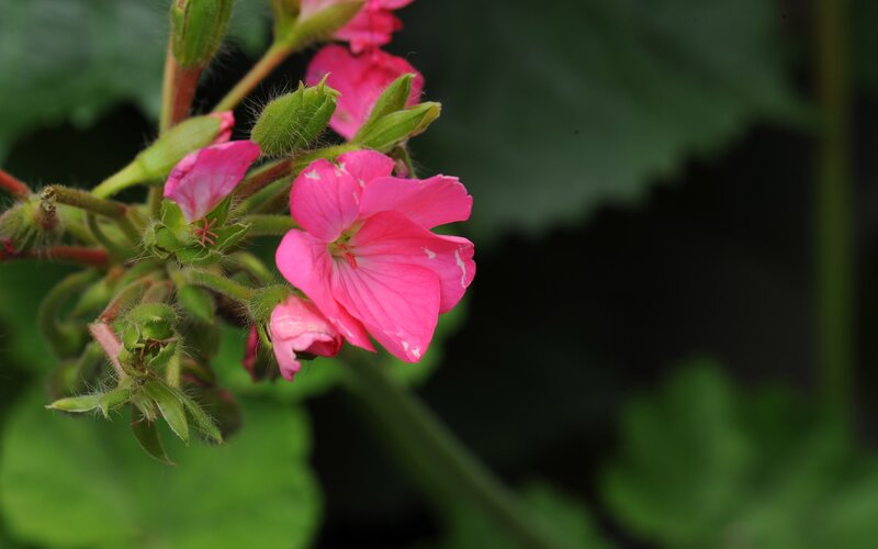 Pink Geranium Flower — Calm, Photograph, Bud, Leaf