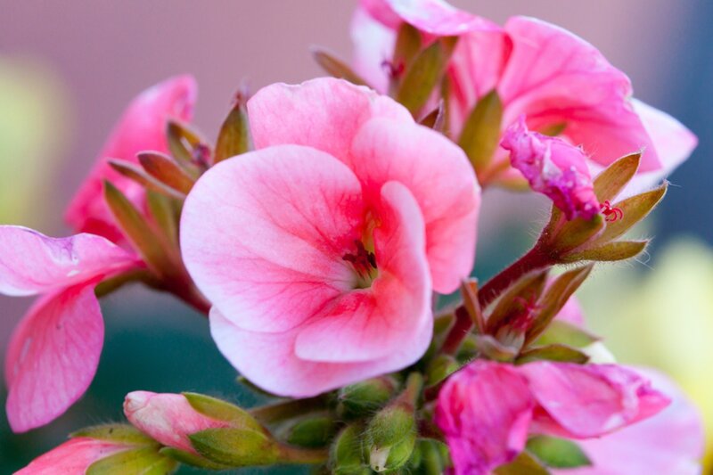 Pink Geranium Flower — Calm, Photograph, Bud, Stem, Green