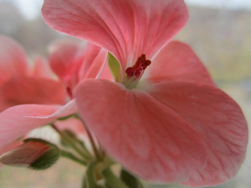 Pink Geranium Flower — Calm, Photograph, Bud