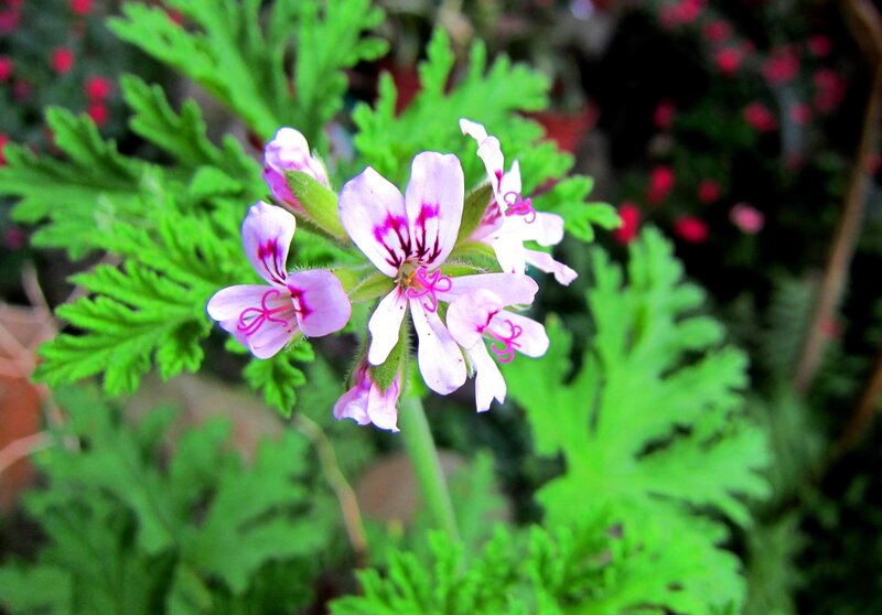 Pink Geranium Flower — Calm, Photograph, Green Leaves, Flower Buds