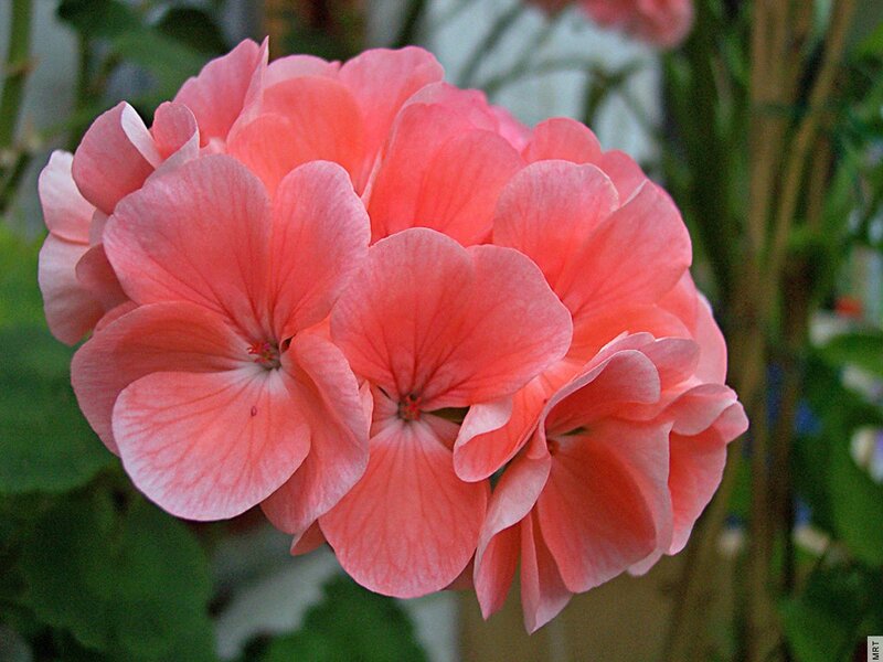 Pink Geranium Flower — Calm, Photograph, Green Leaves, Flower Cluster, Green