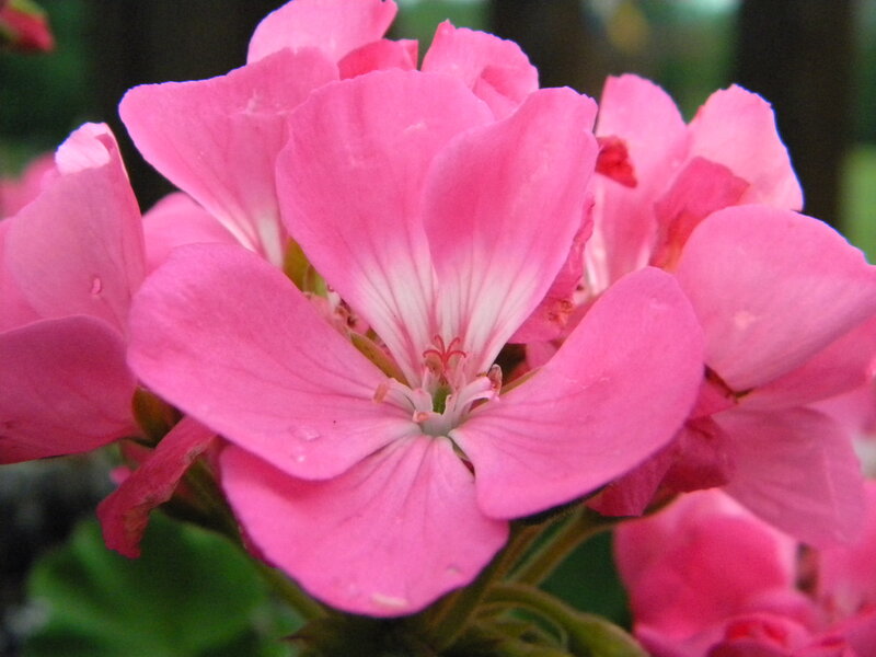Pink Geranium Flower — Calm, Photograph, Petals, Green Leaves
