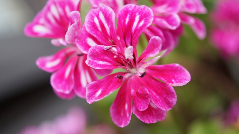Pink Geranium Flower — Calm, Photograph, Petals, Greenery
