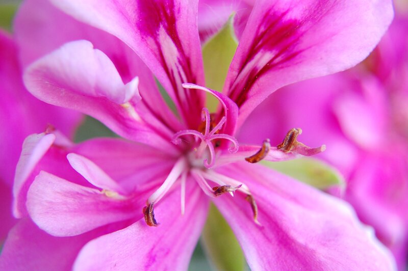 Pink Geranium Flower — Calm, Photograph, Petals, Stamen
