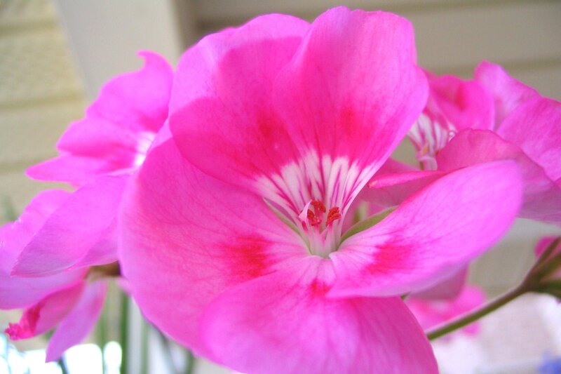 Pink Geranium Flower — Calm, Photograph, Petals, Stem