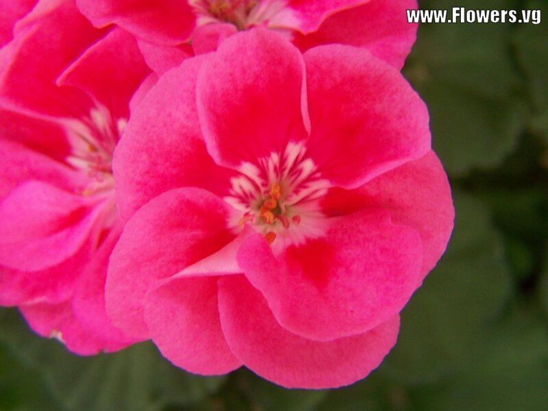 Pink Geranium Flower — Calm, Photograph, Petals