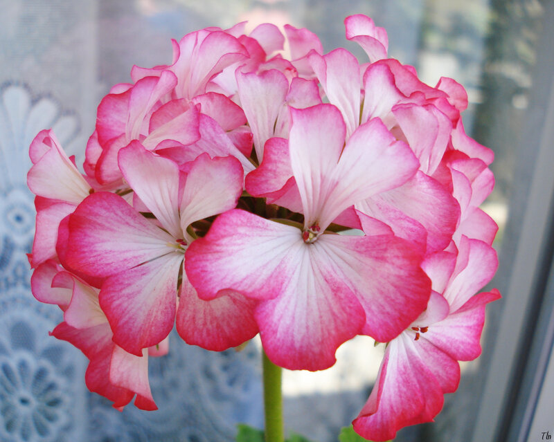 Pink Geranium Flower — Calm, Photograph, Stem