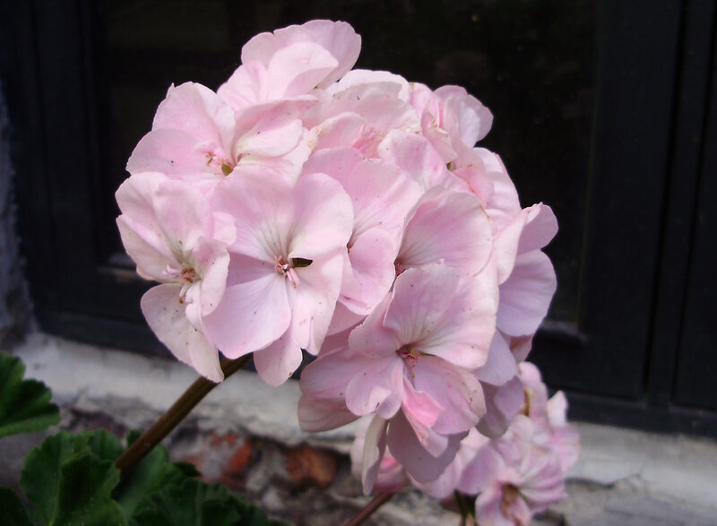 Pink Geranium Flower — Calm, Photograph, Stem, Window