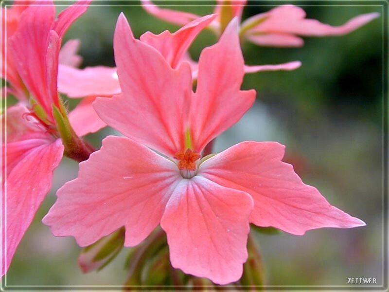 Pink Geranium Flower — Calm, Photograph