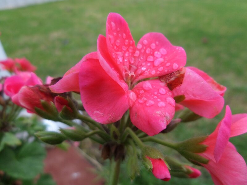 Pink Geranium Flower — Calm, Photograph, Water Droplets, Green Leaves