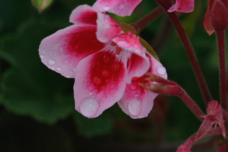 Pink Geranium Flower — Calm, Photograph, Water Droplets